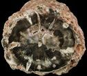 Triassic Woodworthia Petrified Log - Zimbabwe #52858-1